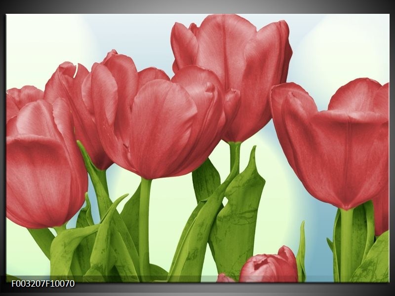 Glas schilderij Tulpen | Rood, Groen, Blauw
