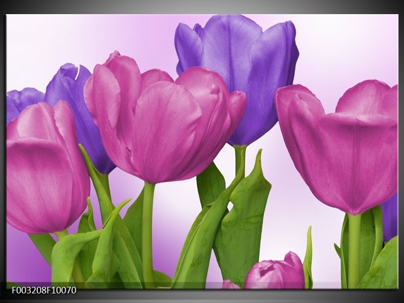Foto canvas schilderij Tulpen | Paars, Roze, Groen