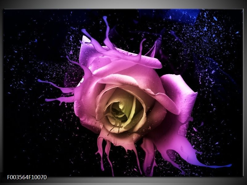 Foto canvas schilderij Roos | Paars, Roze, Zwart