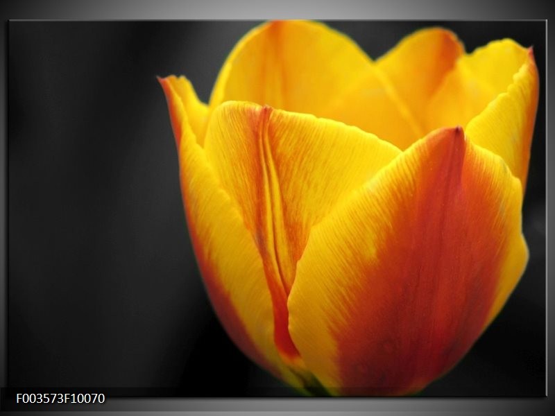 Foto canvas schilderij Tulp | Geel, Oranje, Zwart