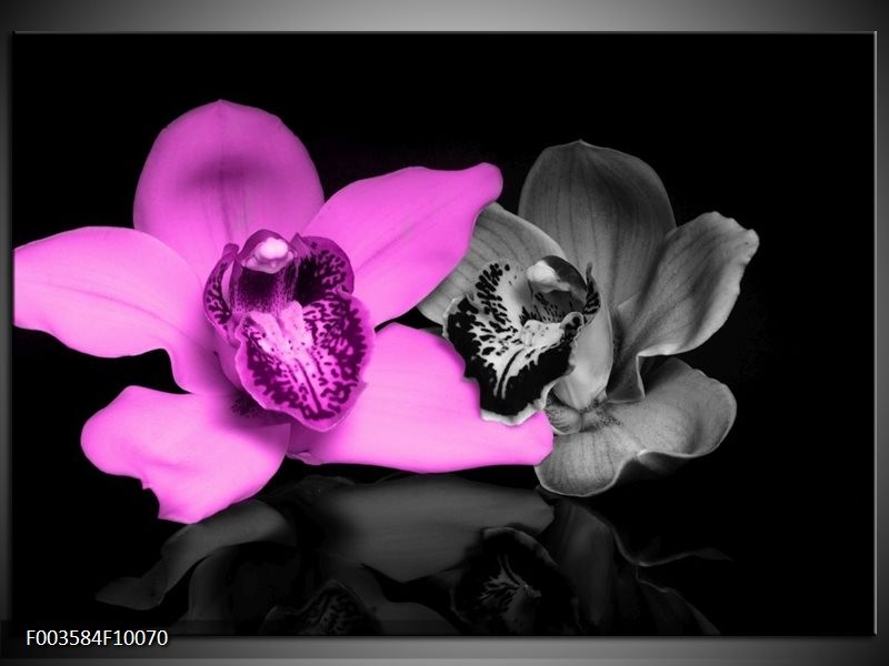 Glas schilderij Orchidee | Paars, Grijs, Zwart