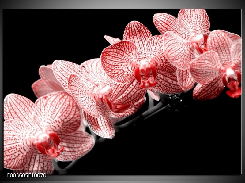 Glas schilderij Orchidee | Rood, Wit, Zwart