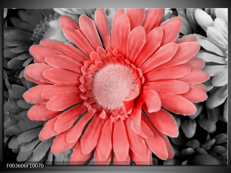 Glas schilderij Gerbera | Rood, Zwart