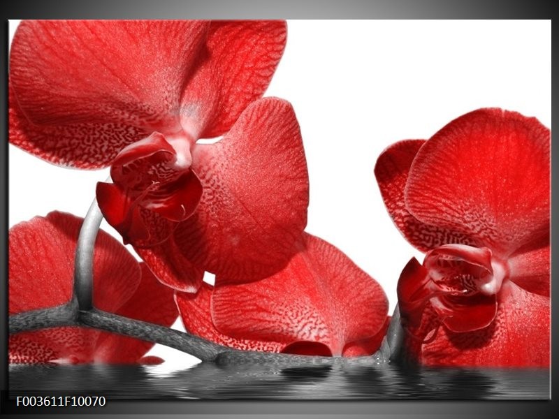 Foto canvas schilderij Orchidee | Rood, Wit