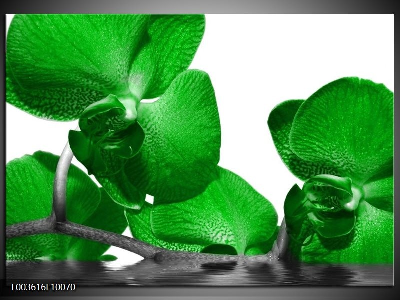 Glas schilderij Orchidee | Groen, Wit, Grijs