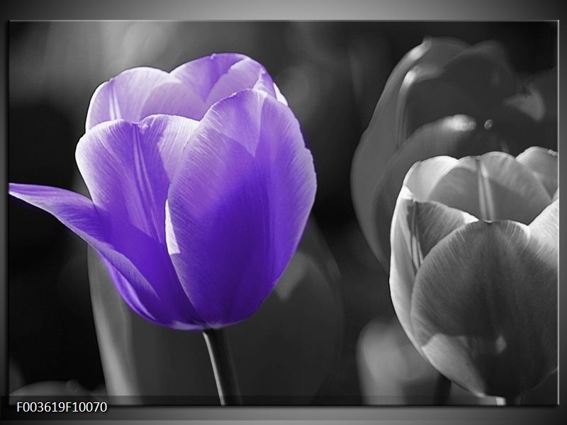 Foto canvas schilderij Tulp | Paars, Grijs, Zwart