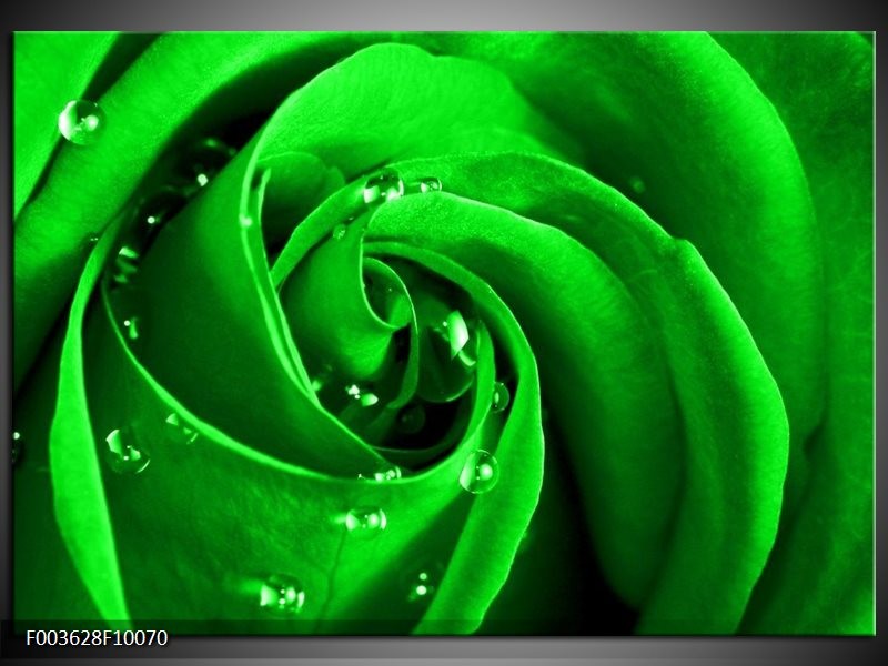 Glas schilderij Roos | Groen, Zwart
