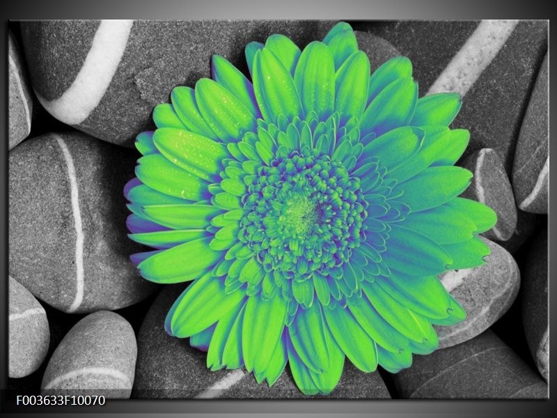 Foto canvas schilderij Gerbera | Groen, Grijs