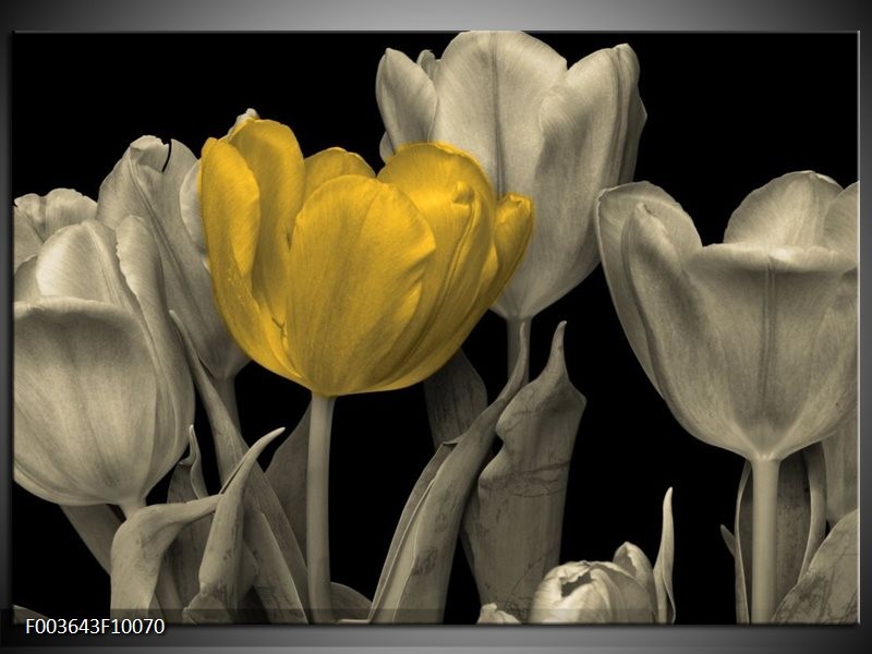 Foto canvas schilderij Tulp | Geel, Zwart