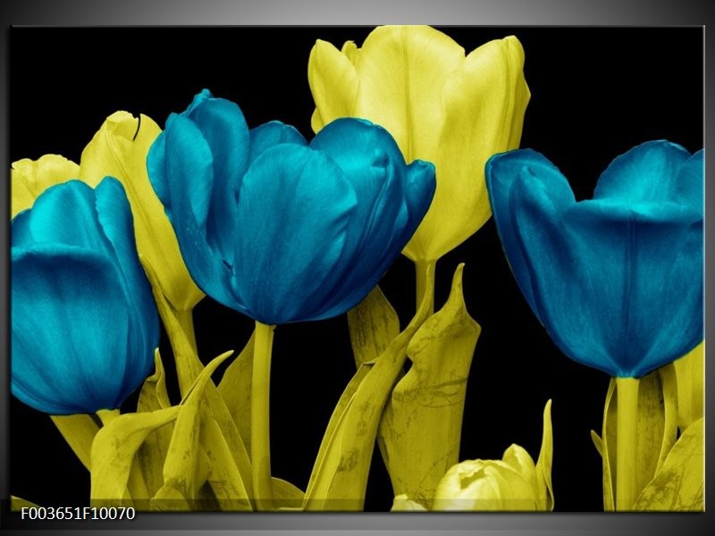 Glas schilderij Tulp | Blauw, Geel, Zwart