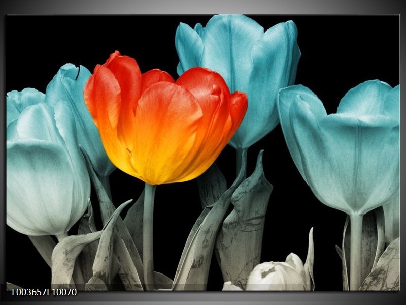 Glas schilderij Tulp | Oranje, Blauw, Zwart