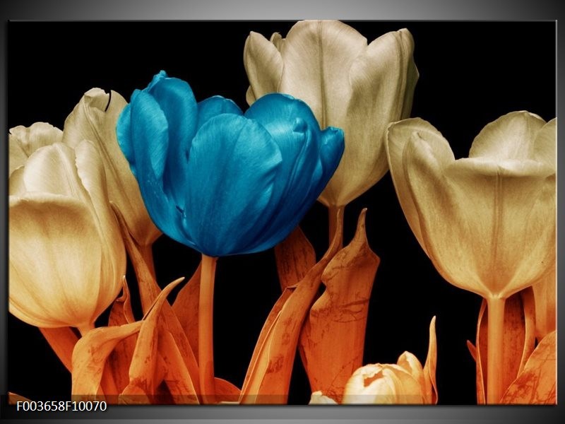 Foto canvas schilderij Tulp | Blauw, Oranje, Zwart