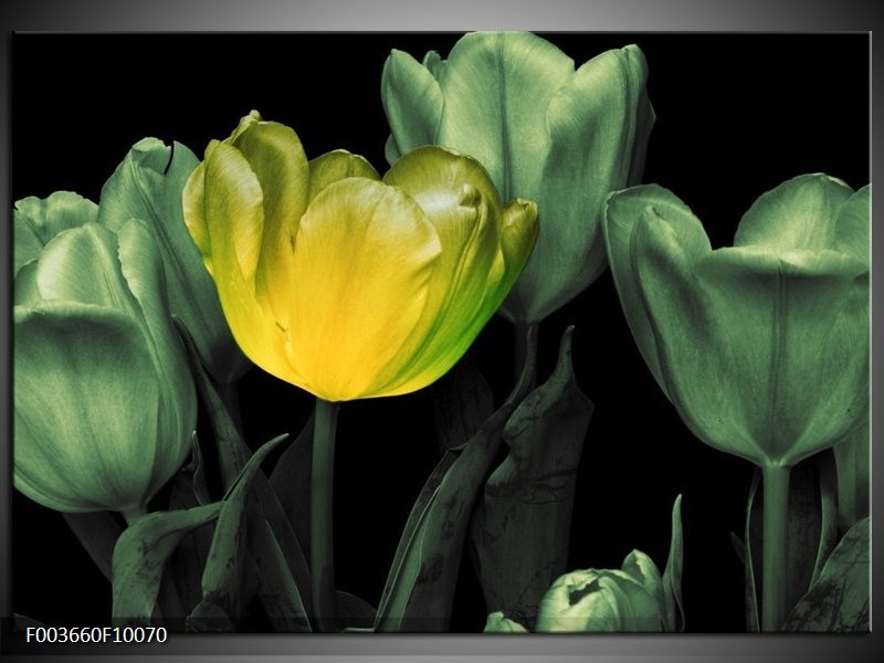 Glas schilderij Tulp | Groen, Geel, Zwart