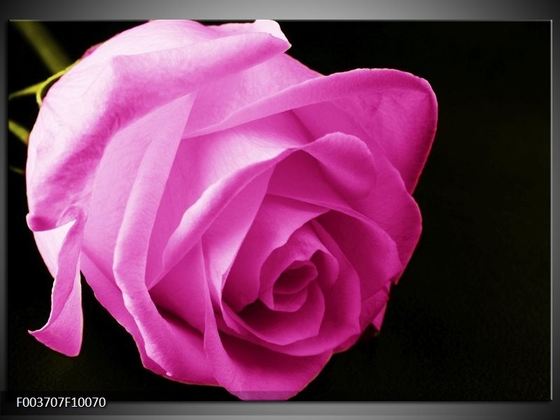 Glas schilderij Roos | Roze, Zwart