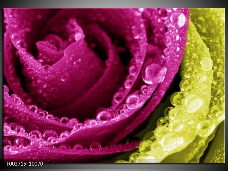 Foto canvas schilderij Paars | Roze, Groen, Wit