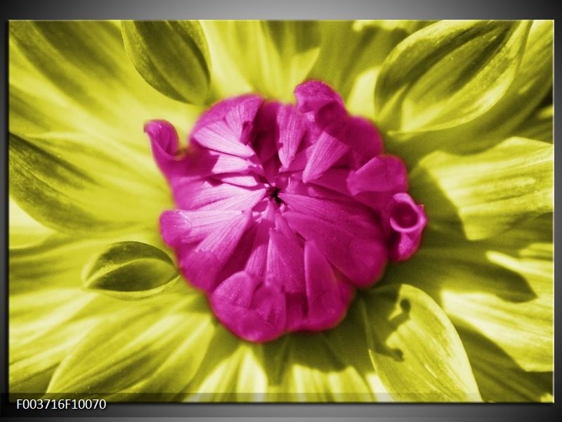 Foto canvas schilderij Macro | Roze, Groen, Wit