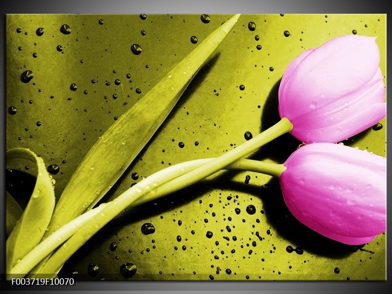 Glas schilderij Tulp | Roze, Groen, Wit