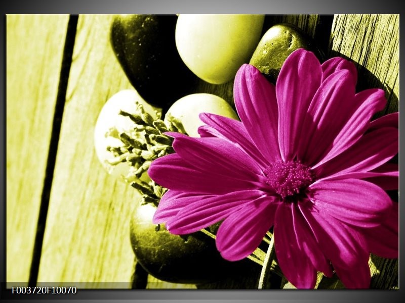 Foto canvas schilderij Bloem | Roze, Groen, Wit