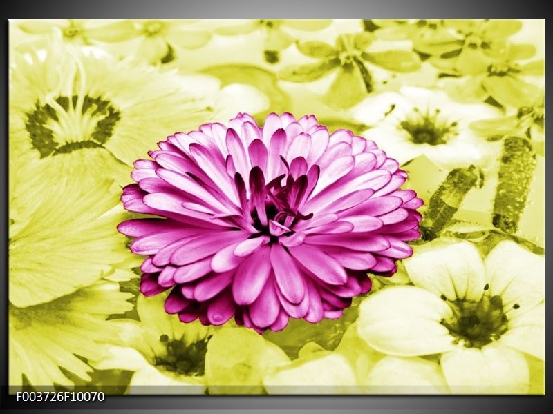 Foto canvas schilderij Bloem | Roze, Groen, Wit