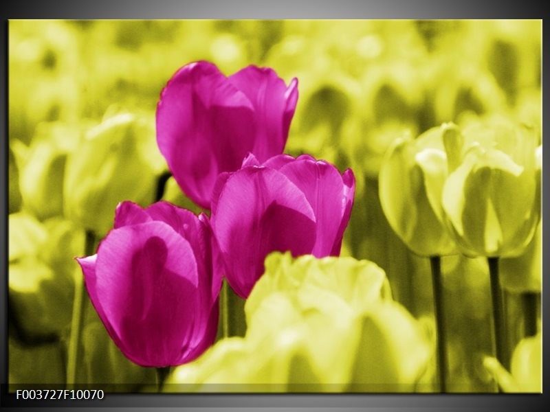 Foto canvas schilderij Tulp | Roze, Groen, Wit