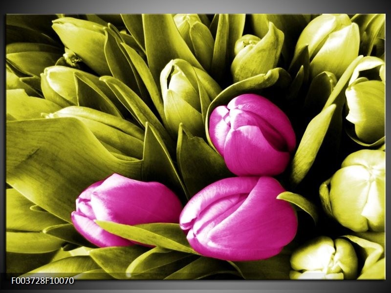 Foto canvas schilderij Tulp | Roze, Groen, Wit