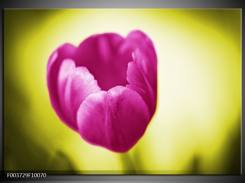 Foto canvas schilderij Tulp | Roze, Groen, Wit