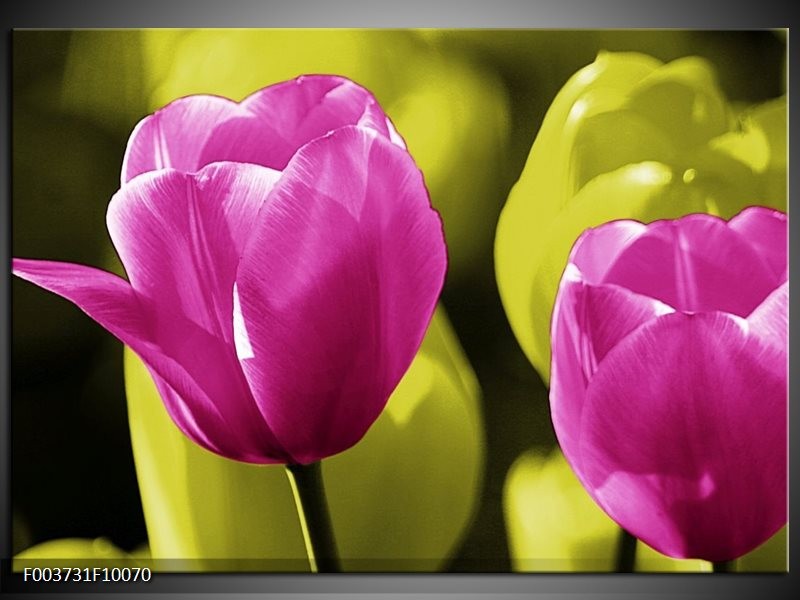 Glas schilderij Tulp | Roze, Groen, Zwart