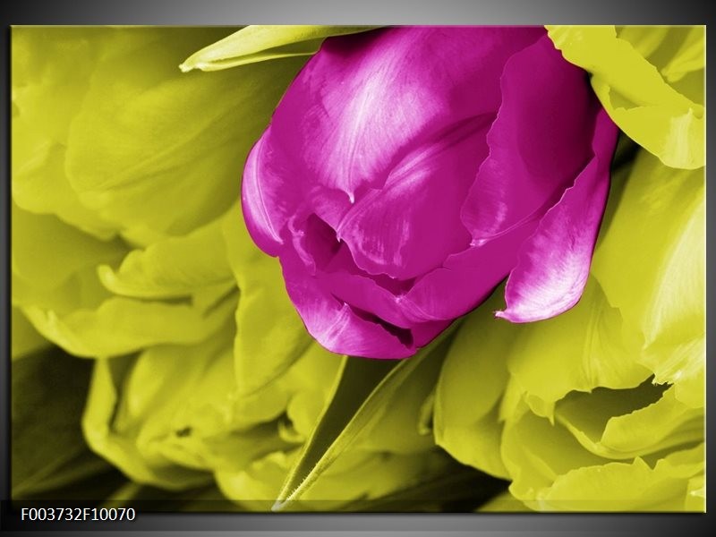 Glas schilderij Tulp | Roze, Groen, Wit