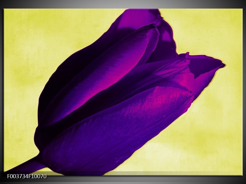 Glas schilderij Tulp | Paars, Groen, Wit