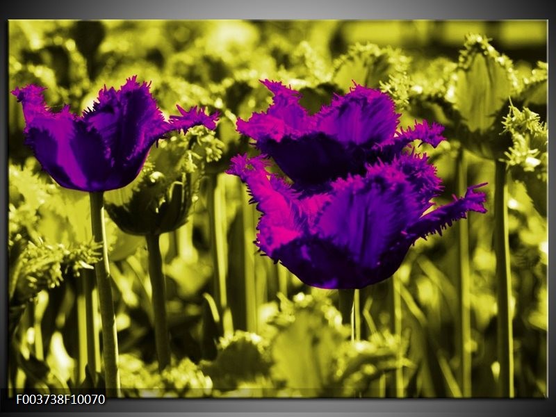 Foto canvas schilderij Tulp | Paars, Groen, Wit