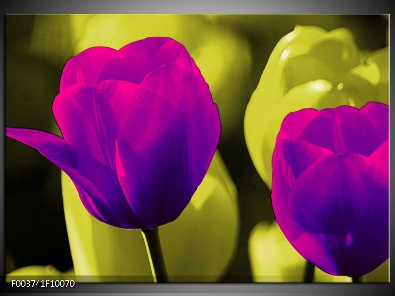 Foto canvas schilderij Tulp | Paars, Groen, Wit