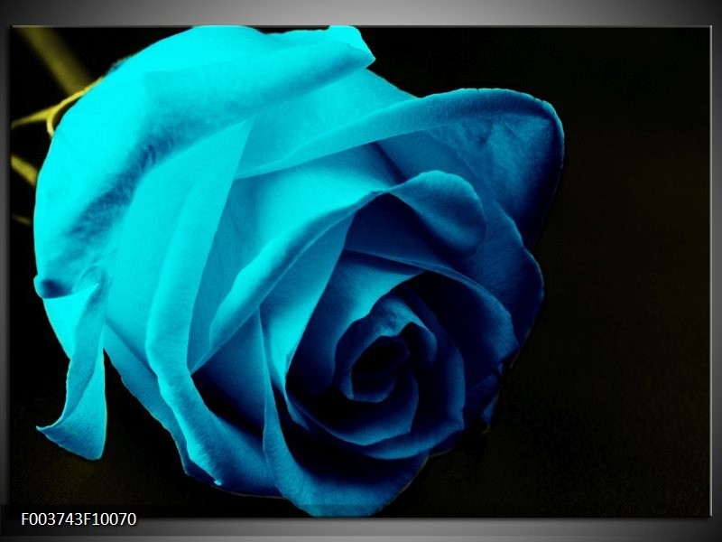 Glas schilderij Roos | Blauw, Zwart, Groen
