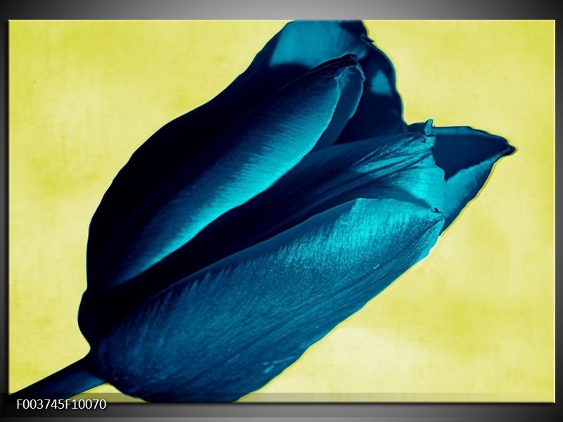 Foto canvas schilderij Tulp | Blauw, Zwart, Groen