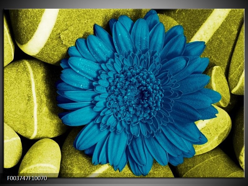 Foto canvas schilderij Bloem | Blauw, Zwart, Groen