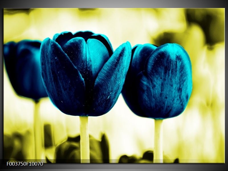 Glas schilderij Tulp | Blauw, Zwart, Groen