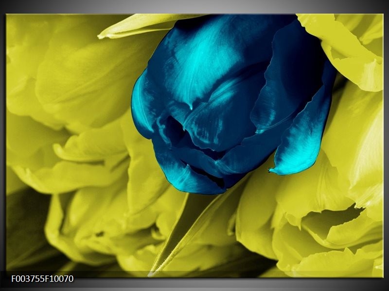 Foto canvas schilderij Tulp | Blauw, Zwart, Groen