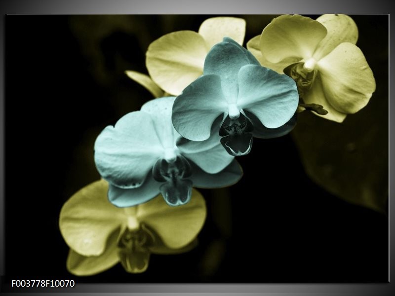 Foto canvas schilderij Orchidee | Blauw, Zwart, Groen