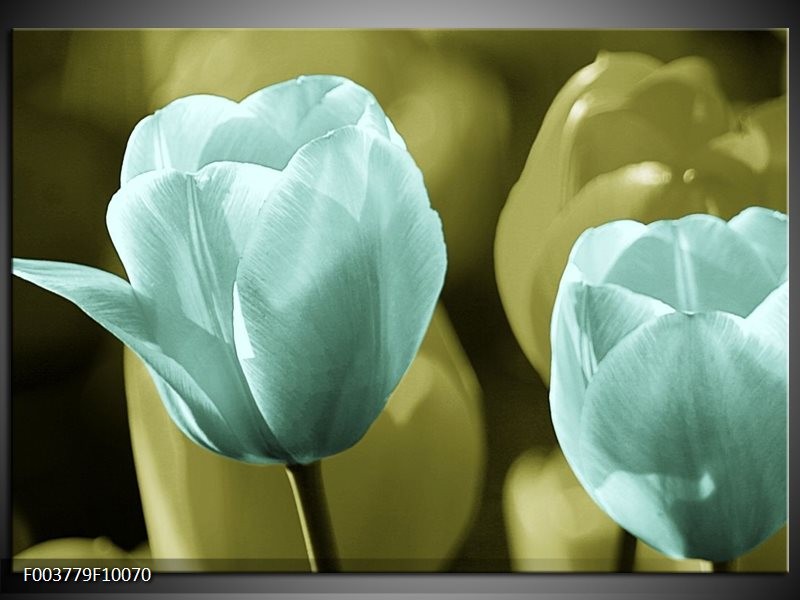 Foto canvas schilderij Tulp | Blauw, Zwart, Groen