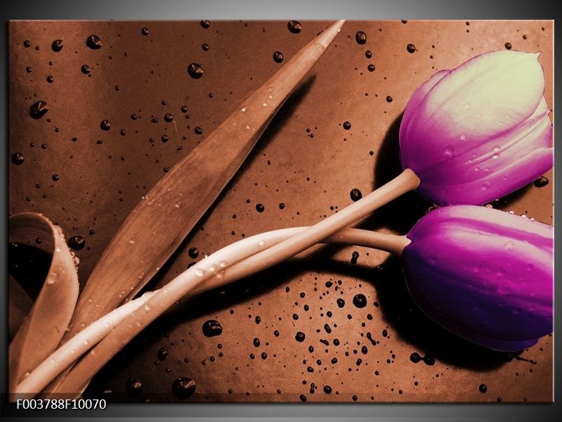 Foto canvas schilderij Tulp | Paars, Bruin, Wit