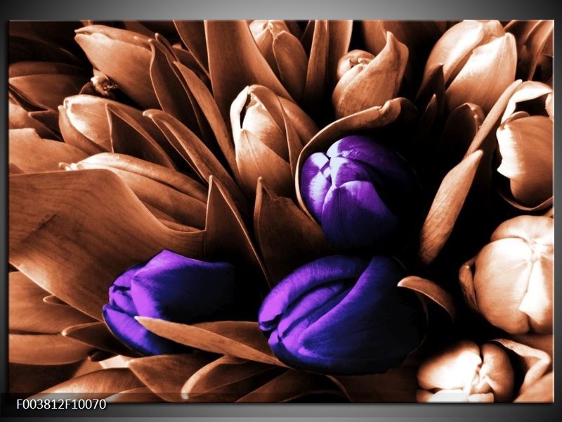 Foto canvas schilderij Tulp | Paars, Bruin, Wit