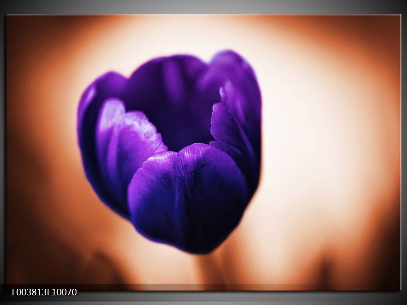 Foto canvas schilderij Tulp | Paars, Bruin, Wit