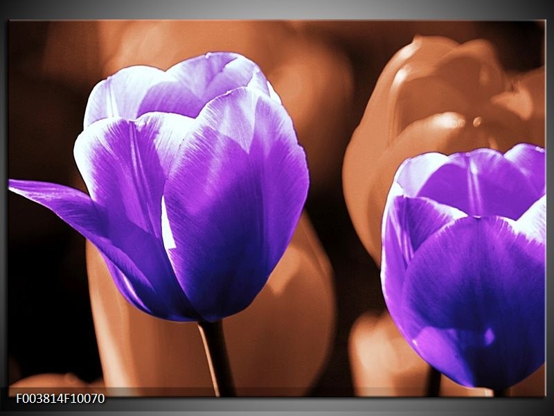 Foto canvas schilderij Tulp | Paars, Bruin, Wit