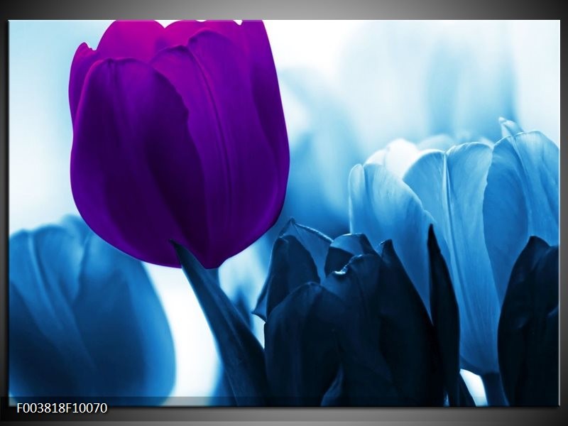 Glas schilderij Tulp | Paars, Blauw, Wit