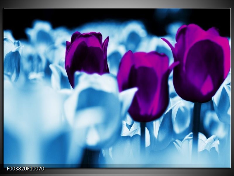 Glas schilderij Tulp | Paars, Blauw, Wit
