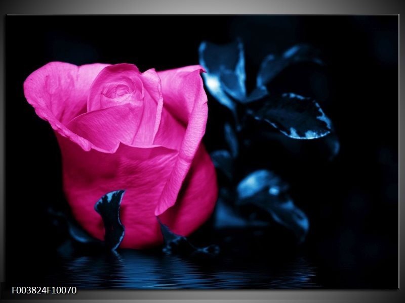 Foto canvas schilderij Roos | Roze, Blauw, Zwart