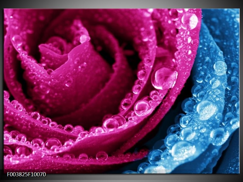 Foto canvas schilderij Roos | Roze, Blauw