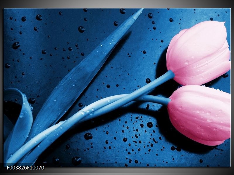 Foto canvas schilderij Tulp | Roze, Blauw