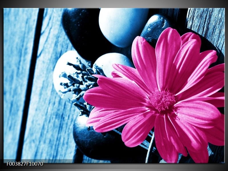 Foto canvas schilderij Roos | Roze, Blauw