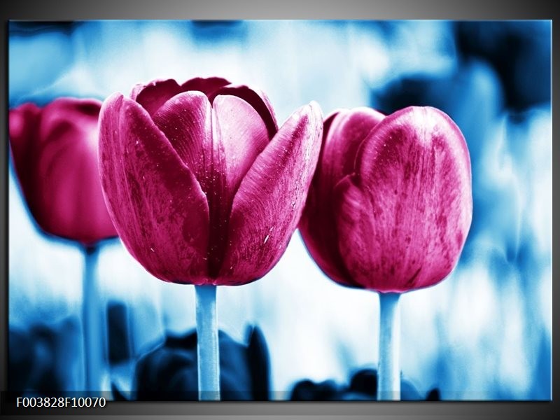 Foto canvas schilderij Tulp | Roze, Blauw