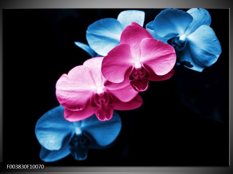 Foto canvas schilderij Tulp | Roze, Blauw, Zwart